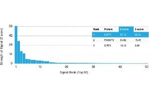 Analysis of Protein Array containing more than 19,000 full-length human proteins using NGFR Mouse Monoclonal Antibody (NGFR/1964).