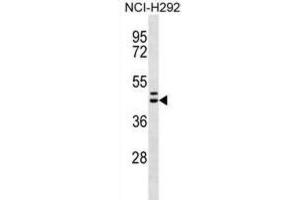 Western Blotting (WB) image for anti-Motilin Receptor (MLNR) antibody (ABIN2996887)