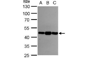 WB Image Asporin antibody [N3C1], Internal detects Asporin protein by western blot analysis. (Asporin anticorps)