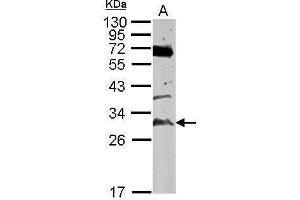 WB Image Sample (50 ug of whole cell lysate) A: mouse testis 12% SDS PAGE antibody diluted at 1:500 (TATDN3 anticorps  (Center))