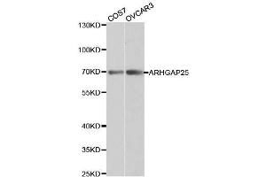 Western blot analysis of extracts of various cell lines, using ARHGAP25 antibody.