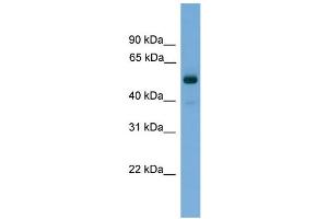 WB Suggested Anti-FSCN3 Antibody Titration: 0. (Fascin 3 anticorps  (Middle Region))