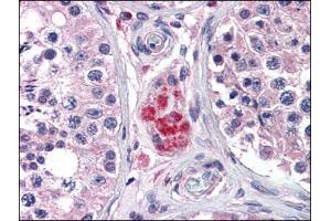Immunohistochemistry Image: Human Testis: Formalin-Fixed, Paraffin-Embedded (FFPE) (PPARD anticorps  (C-Term))