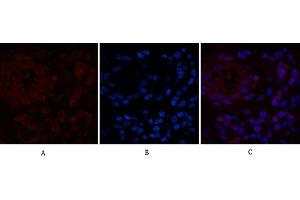 Immunofluorescence analysis of human appendix tissue. (NF-kB p65 anticorps)