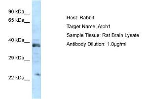 Host: Rabbit Target Name: ATOH1 Sample Tissue: Rat Brain Antibody Dilution: 1ug/ml (ATOH1 anticorps  (N-Term))