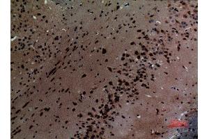 Immunohistochemistry (IHC) analysis of paraffin-embedded Mouse Brain, antibody was diluted at 1:100.