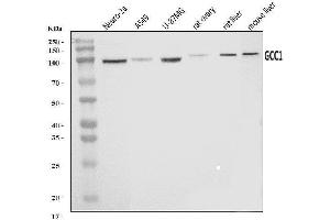 anti-GRIP and Coiled-Coil Domain Containing 1 (GCC1) (AA 22-763) antibody