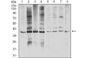 Western blot analysis using TNFSF11 mouse mAb against COS7 (1), Hela (2), U937 (3), HL-60 (4), Raji (5), Ramos (6), Jurkat (7), and SW480 (8) cell lysate. (RANKL anticorps  (AA 74-308))