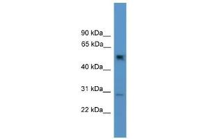 Ppp2r2c antibody used at 0. (PPP2R2C anticorps  (N-Term))