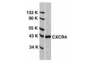 Western blot analysis of CXCR4 in HeLa whole cell lysate with AP30266PU-N CXCR4 antibody at 0.