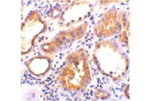 Immunohistochemical staining of human kidney tissue using ACE2 polyclonal antibody  at 2 ug/mL . (ACE2 anticorps  (Internal Region))
