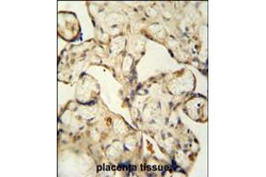 LCA5L antibody immunohistochemistry analysis in formalin fixed and paraffin embedded human placenta tissue followed by peroxidase conjugation of the secondary antibody and DAB staining. (LCA5L anticorps  (C-Term))