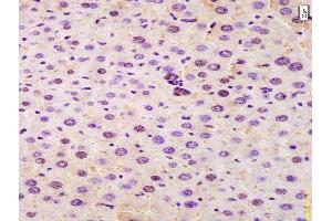 Formalin-fixed and paraffin embedded mouse liver labeled with Anti-SRRM2 Polyclonal Antibody, Unconjugated  at 1:200 followed by conjugation to the secondary antibody and DAB staining. (SRRM2 anticorps  (AA 101-230))