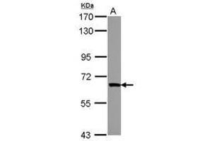 Image no. 1 for anti-Zinc Finger Protein 543 (ZNF543) (AA 55-273) antibody (ABIN1501848) (ZNF543 anticorps  (AA 55-273))