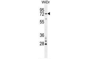 BARD1 Antibody (N-term) western blot analysis in WiDr cell line lysates (35µg/lane). (BARD1 anticorps  (N-Term))