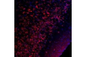 Immunostaining of CREB Ser133 (red) in mouse piriform cortex. (CREB1 anticorps  (pSer133))