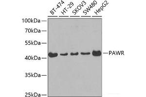Western blot analysis of extracts of various cell lines using PAWR Polyclonal Antibody at dilution of 1:400. (PAWR anticorps)