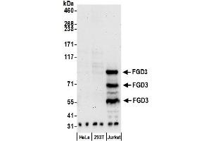 anti-FYVE, RhoGEF and PH Domain Containing 3 (FGD3) (AA 100-150) antibody