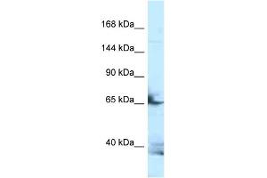 Western Blotting (WB) image for anti-Follistatin-Like 4 (FSTL4) (N-Term) antibody (ABIN2789257) (FSTL4 anticorps  (N-Term))