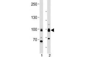 Western blot analysis of lysate from 1) MCF-7 cells and 2) human brain tissue using TLE1 antibody at 1:1000. (TLE1 anticorps  (N-Term))