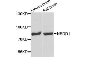 Western Blotting (WB) image for anti-Neural Precursor Cell Expressed, Developmentally Down-Regulated 1 (NEDD1) (AA 411-660) antibody (ABIN1681008) (NEDD1 anticorps  (AA 411-660))