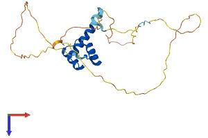 AlphaFold protein structure predicition of Mouse Recombinant Nkx2-8 Protein, UniprotID O70584