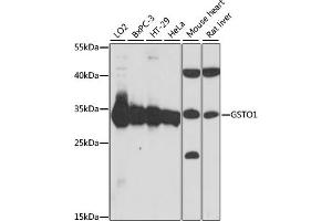 Western blot analysis of extracts of various cell lines, using GSTO1 antibody  at 1:1000 dilution. (GSTO1 anticorps  (AA 1-241))