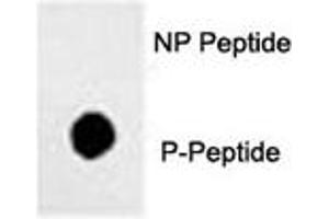 Dot blot analysis of phos-Sox2 antibody. (SOX2 anticorps  (pSer249))