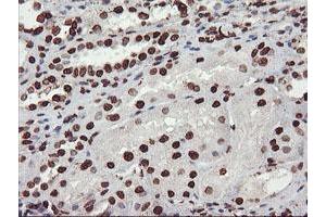 Image no. 7 for anti-F-Box Protein 21 (FBXO21) antibody (ABIN1498233) (FBXO21 anticorps)