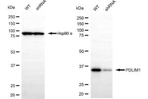 Western blotting analysis using PDLIM1 antibody (ABIN7799747). (PDLIM1 anticorps)