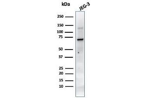 Western Blot Analysis of JEG-3 cell lysate using PLAP MAb (PL8-F6). (PLAP anticorps)