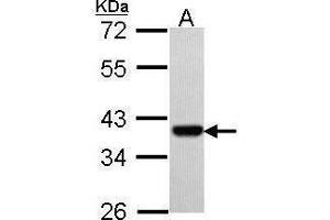 WB Image Sample (30 ug of whole cell lysate) A: Hep G2 , 10% SDS PAGE antibody diluted at 1:500 (PAX9 anticorps)