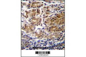 PDPR Antibdy immunohistochemistry analysis in formalin fixed and paraffin embedded human stomach tissue followed by peroxidase conjugation of the secondary antibody and DAB staining.