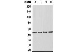 Western blot analysis of BAF53A expression in K562 (A), Raw264. (BAF53A anticorps  (Center))