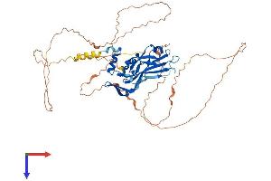 AlphaFold protein structure predicition of Human Recombinant TBX5 Protein, UniprotID Q99593