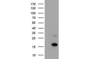 HEK293T cells were transfected with the pCMV6-ENTRY control (Left lane) or pCMV6-ENTRY CHCHD5 (Right lane) cDNA for 48 hrs and lysed. (CHCHD5 anticorps  (AA 1-110))