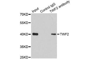 Immunoprecipitation analysis of 200ug extracts of 293T cells using 1ug TWF2 antibody.