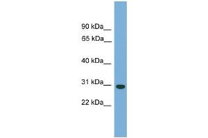 WB Suggested Anti-CA5B Antibody Titration: 0.