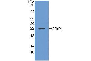 Western blot analysis of recombinant Rat GREM1, using GREM1 antibody (abx100569). (GREM1 Protéine)