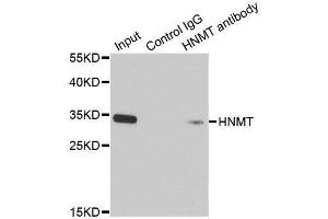 Immunoprecipitation analysis of 200ug extracts of HT-29 cells using 1ug HNMT antibody.