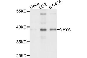 Western blot analysis of extracts of various cell lines, using NFYA antibody (ABIN4904531) at 1:1000 dilution. (NFYA anticorps)