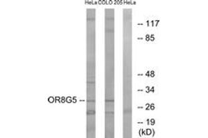 Western blot analysis of extracts from HeLa/COLO cells, using OR8G5 Antibody. (OR8G5 anticorps  (AA 197-246))