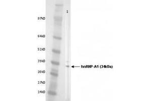 Image no. 2 for anti-Heterogeneous Nuclear Ribonucleoprotein A1 (HNRNPA1) antibody (ABIN108609) (HNRNPA1 anticorps)
