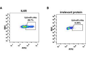 cell line transfected with irrelevant protein  (B) and human IL6R  (A) were surface stained with Human IL6, mFc-His tagged protein (ABIN6961105, ABIN7042239 and ABIN7042240) 1 μg/mL followed by Alexa 488-conjugated anti-mouse IgG secondary antibody.