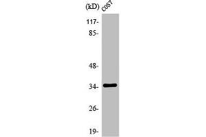 Western Blot analysis of COLO205 cells using Olfactory receptor 1A1 Polyclonal Antibody (OR1A1 anticorps  (C-Term))