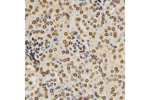 Immunohistochemistry of paraffin-embedded mouse kidney using Lamin A/C antibody. (Lamin A/C anticorps)