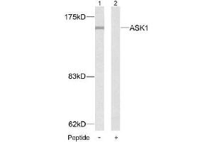 Image no. 2 for anti-Mitogen-Activated Protein Kinase Kinase Kinase 5 (MAP3K5) (Ser83) antibody (ABIN197310)