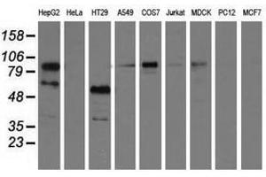 Image no. 1 for anti-phosphoinositide-3-Kinase Adaptor Protein 1 (PIK3AP1) antibody (ABIN1496826) (PIK3AP1 anticorps)