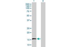 Western Blot analysis of EMP3 expression in transfected 293T cell line by EMP3 MaxPab polyclonal antibody. (EMP3 anticorps  (AA 1-163))