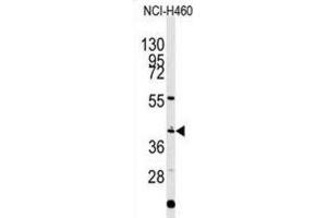 Western Blotting (WB) image for anti-Engrailed Homeobox 1 (EN1) antibody (ABIN2927654)